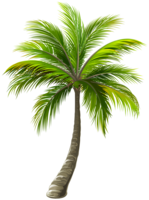 nature & Palm tree free transparent png image.