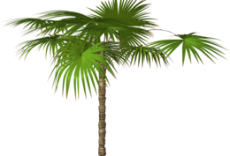 nature & Palm tree free transparent png image.