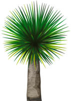 nature & palm tree free transparent png image.