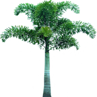 nature & Palm tree free transparent png image.