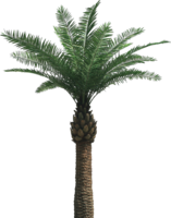 nature & Palm tree free transparent png image.