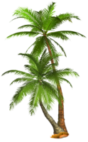 nature & Palm tree free transparent png image.