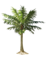 nature & Palm tree free transparent png image.