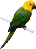 animals&Parrot png image.