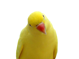 animals & Parrot free transparent png image.