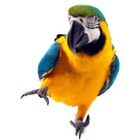 animals & Parrot free transparent png image.