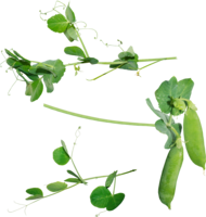 vegetables & Pea free transparent png image.