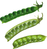 vegetables & Pea free transparent png image.