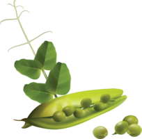 vegetables & Pea free transparent png image.