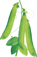 vegetables & Pea free transparent png image.