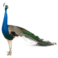 animals & Peacock free transparent png image.