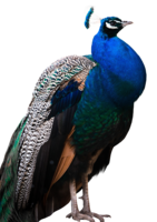 animals & peacock free transparent png image.