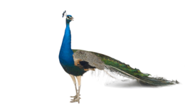 animals & peacock free transparent png image.