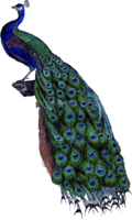 animals & Peacock free transparent png image.