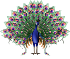 animals & peacock free transparent png image.