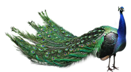 animals & Peacock free transparent png image.