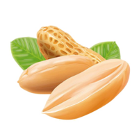 fruits & Peanut free transparent png image.