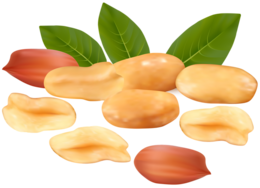 fruits & Peanut free transparent png image.