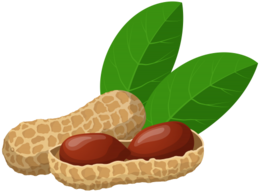 fruits & Peanut free transparent png image.