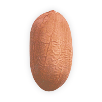 fruits & Peanut free transparent png image.