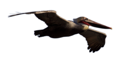 animals & Pelican free transparent png image.