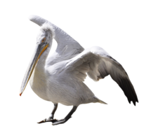 animals & pelican free transparent png image.