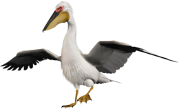 animals & pelican free transparent png image.