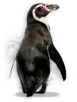 animals & Penguins free transparent png image.