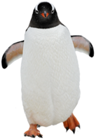 animals & penguins free transparent png image.