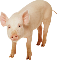 animals&Pig png image.