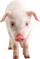 animals & Pig free transparent png image.