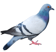 animals & pigeon free transparent png image.