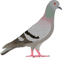 animals & Pigeon free transparent png image.