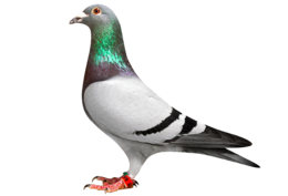 animals & Pigeon free transparent png image.