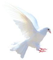 animals & Pigeon free transparent png image.