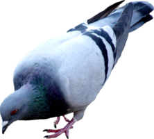 animals & Pigeon free transparent png image.