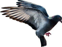 animals & Pigeon free transparent png image.