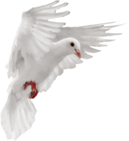 animals & pigeon free transparent png image.