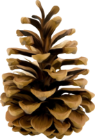 nature&Pine cone png image.