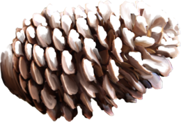 nature & Pine cone free transparent png image.