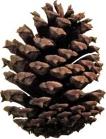 nature & Pine cone free transparent png image.