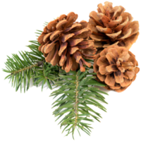 nature & Pine cone free transparent png image.