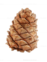 nature & Pine cone free transparent png image.