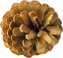 nature & Pine cone free transparent png image.