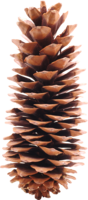 nature & Pine cone free transparent png image.