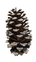 nature & Pine cone free transparent png image.