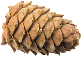 nature & Pine cone free transparent png image.