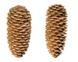 nature & pine cone free transparent png image.