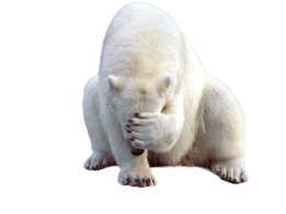 animals&Polar bear png image.