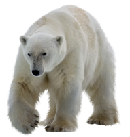 animals & polar bear free transparent png image.